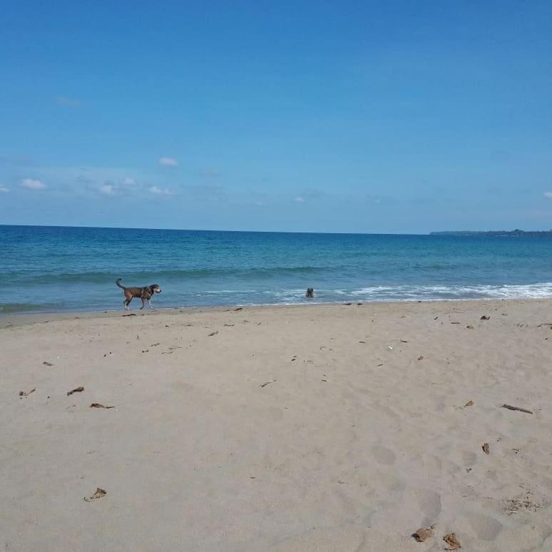 Tasty Dayz Hostel Puerto Viejo de Talamanca Εξωτερικό φωτογραφία
